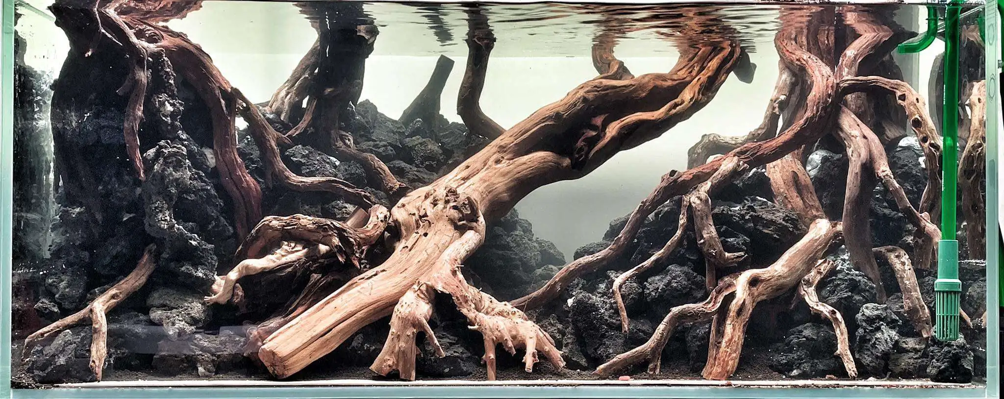 Step by step progression IAPLC 2020 Rank 107 - Wild Sound