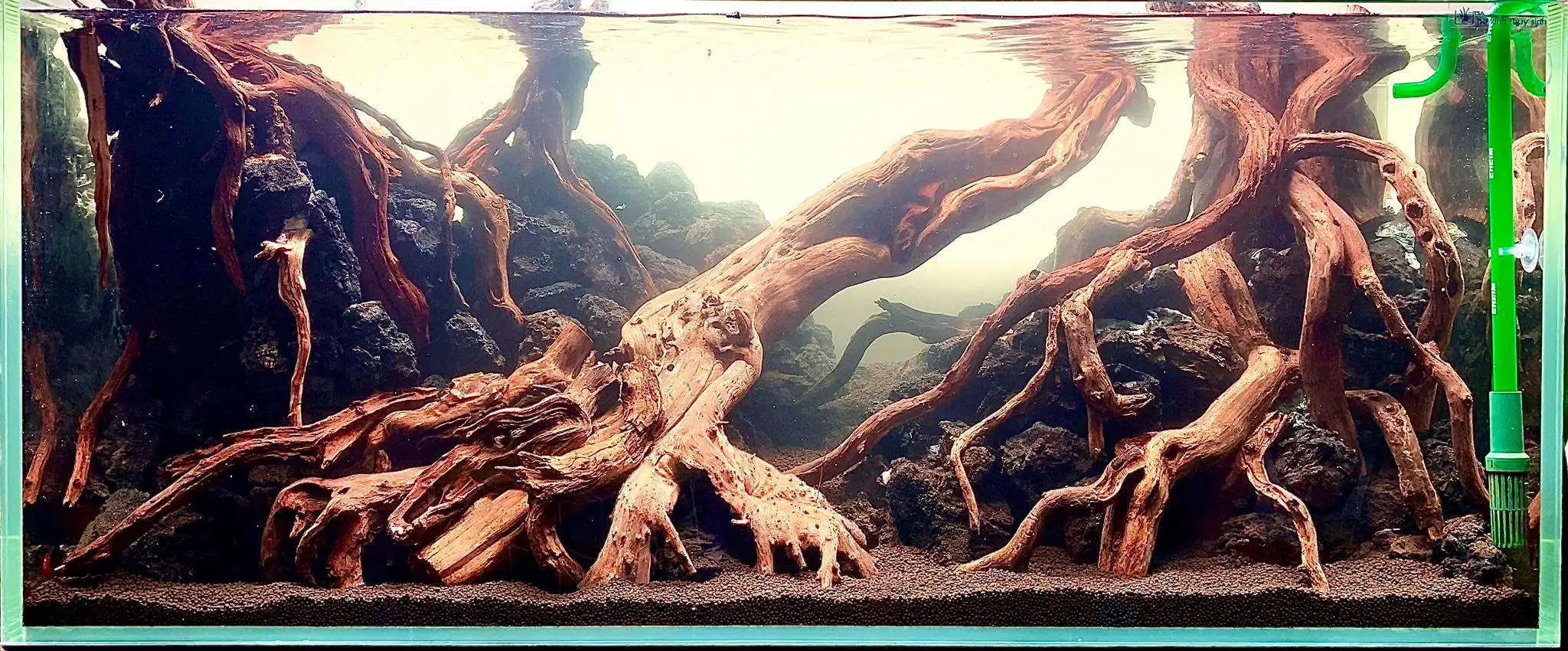 Step by step progression IAPLC 2020 Rank 107 - Wild Sound