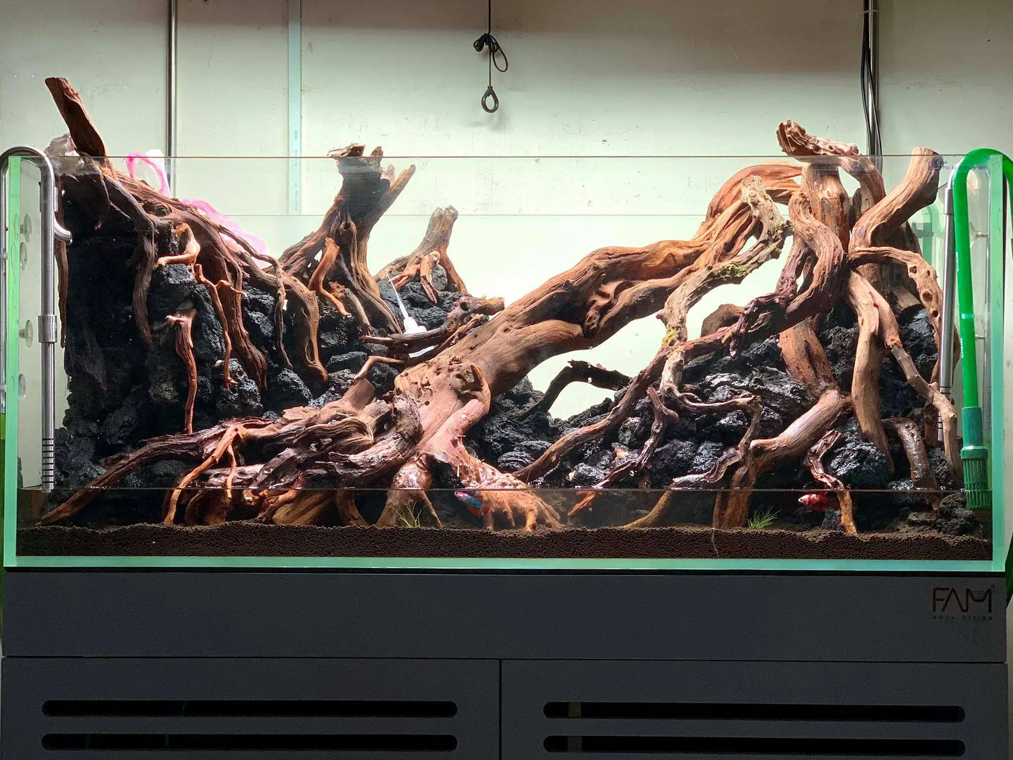 Step by step progression IAPLC 2020 Rank 107 - Wild Sound