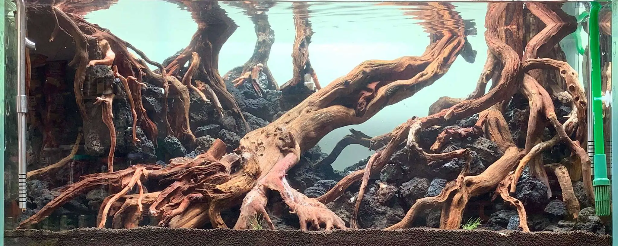 Step by step progression IAPLC 2020 Rank 107 - Wild Sound