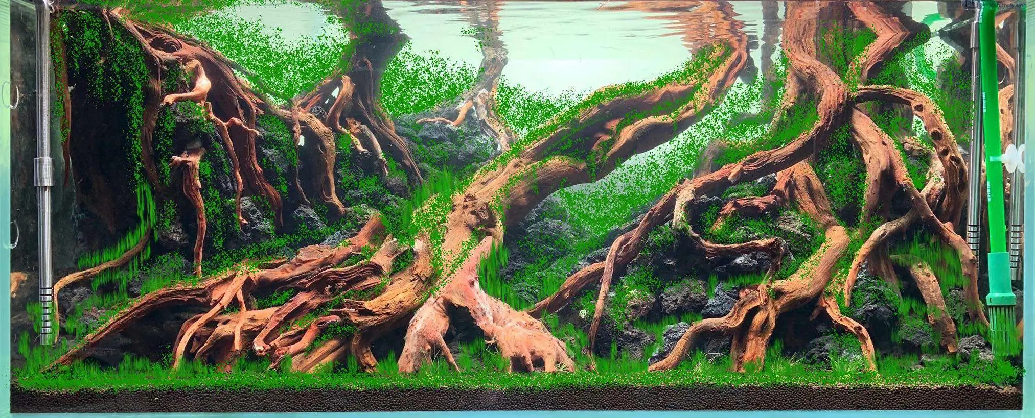 Step by step progression IAPLC 2020 Rank 107 - Wild Sound