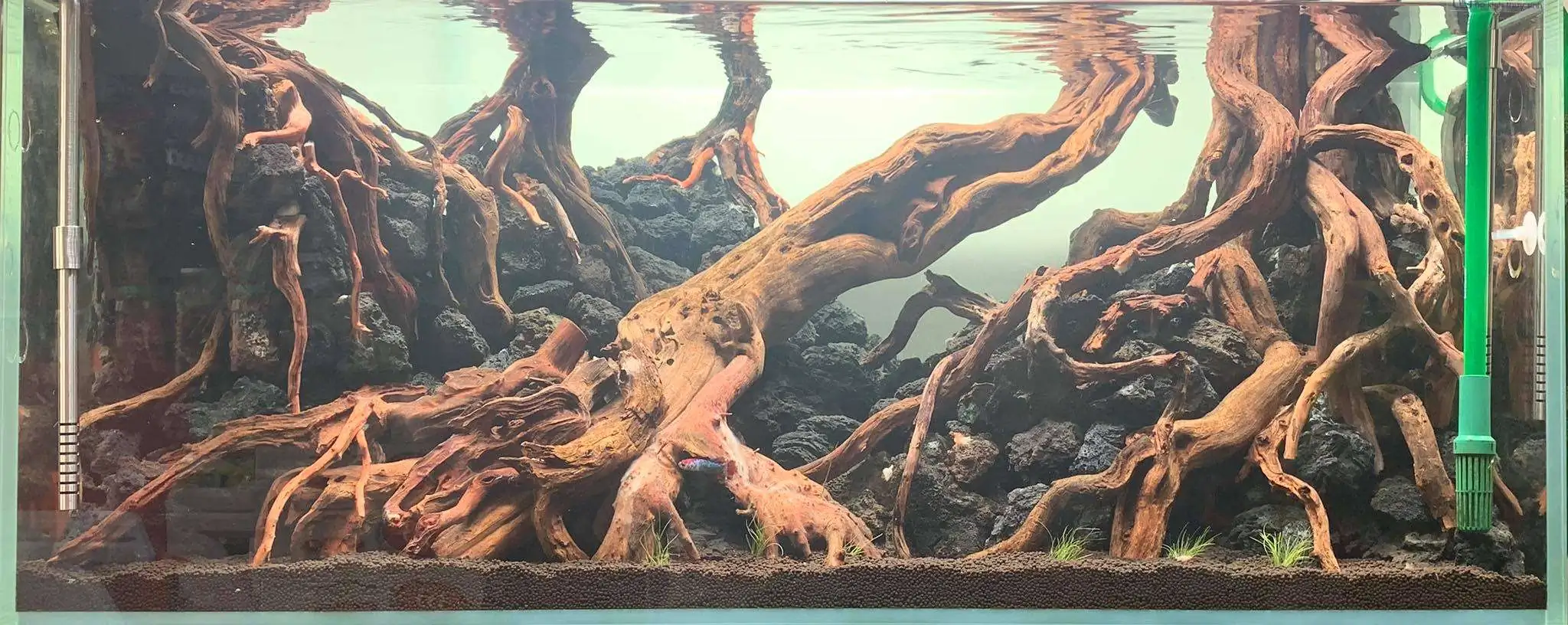 Step by step progression IAPLC 2020 Rank 107 - Wild Sound