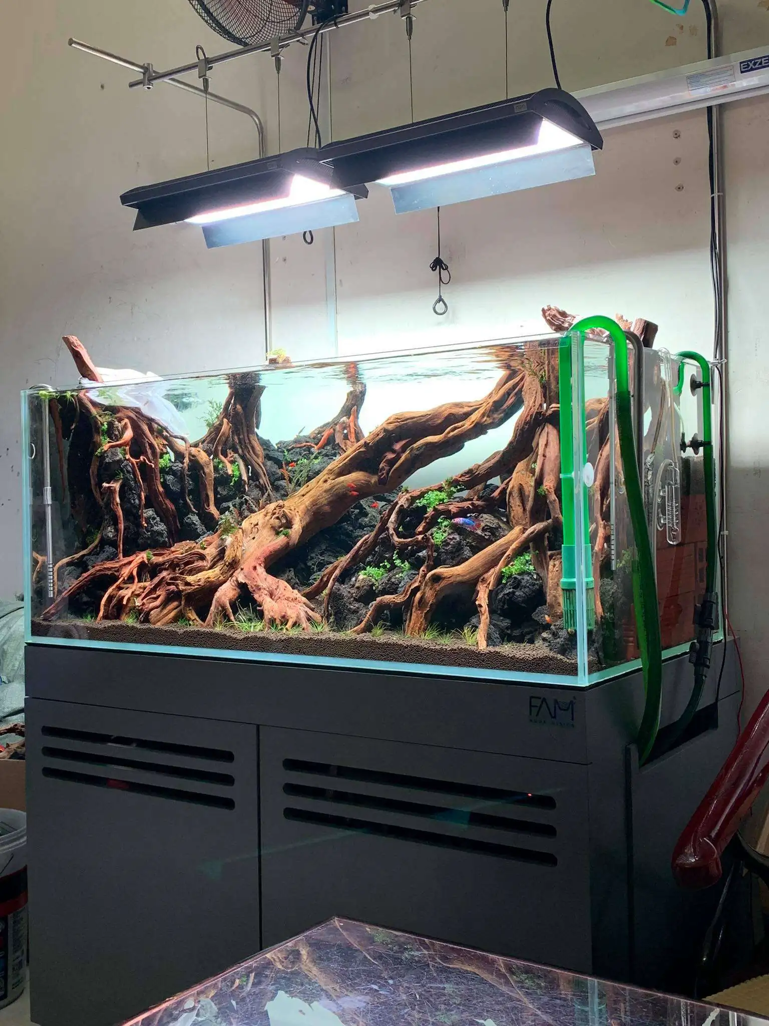 Step by step progression IAPLC 2020 Rank 107 - Wild Sound