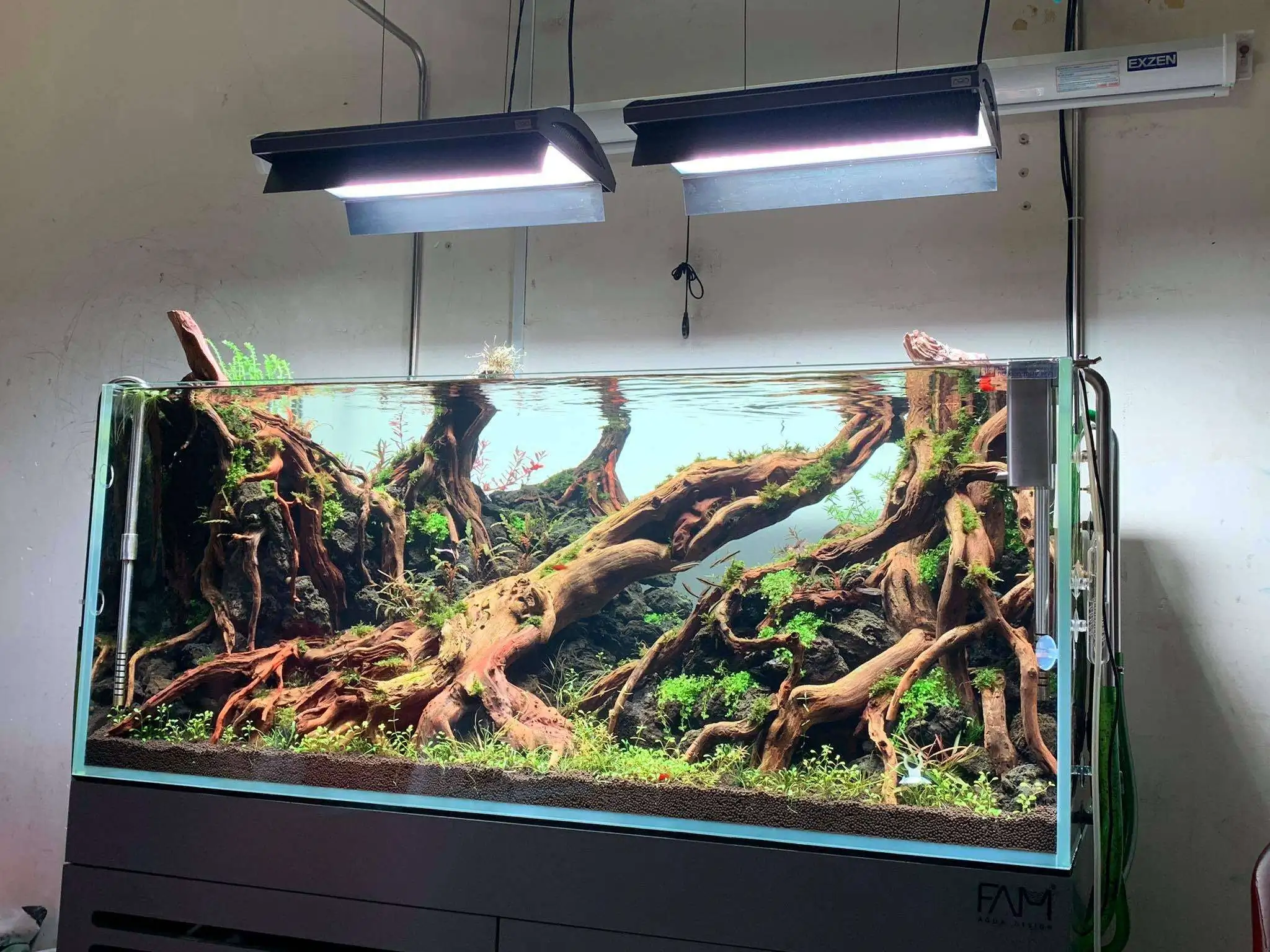 Step by step progression IAPLC 2020 Rank 107 - Wild Sound