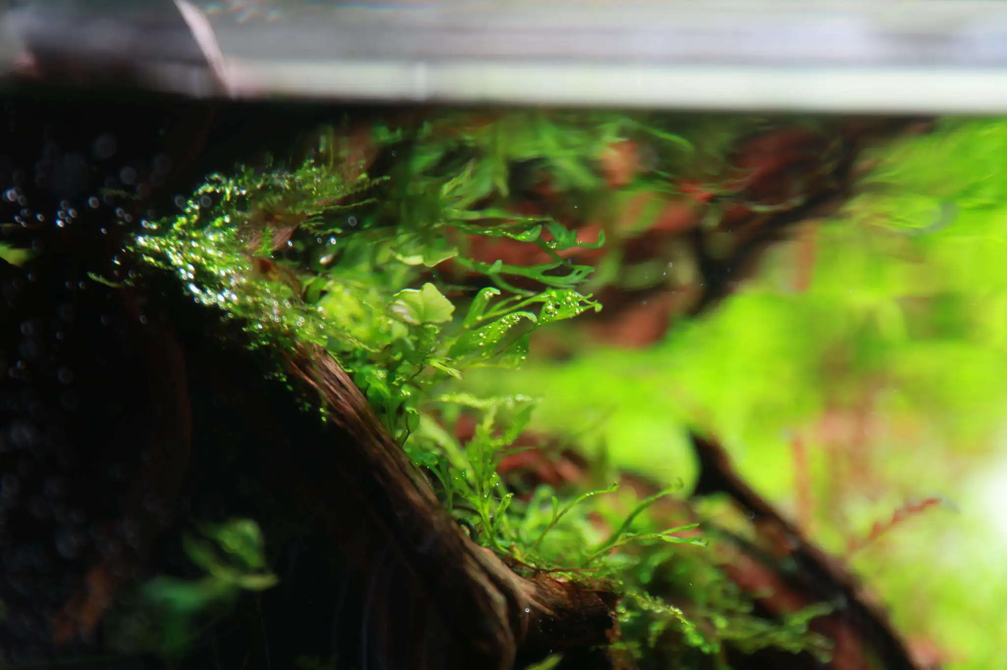 Step by step progression IAPLC 2020 Rank 107 - Wild Sound