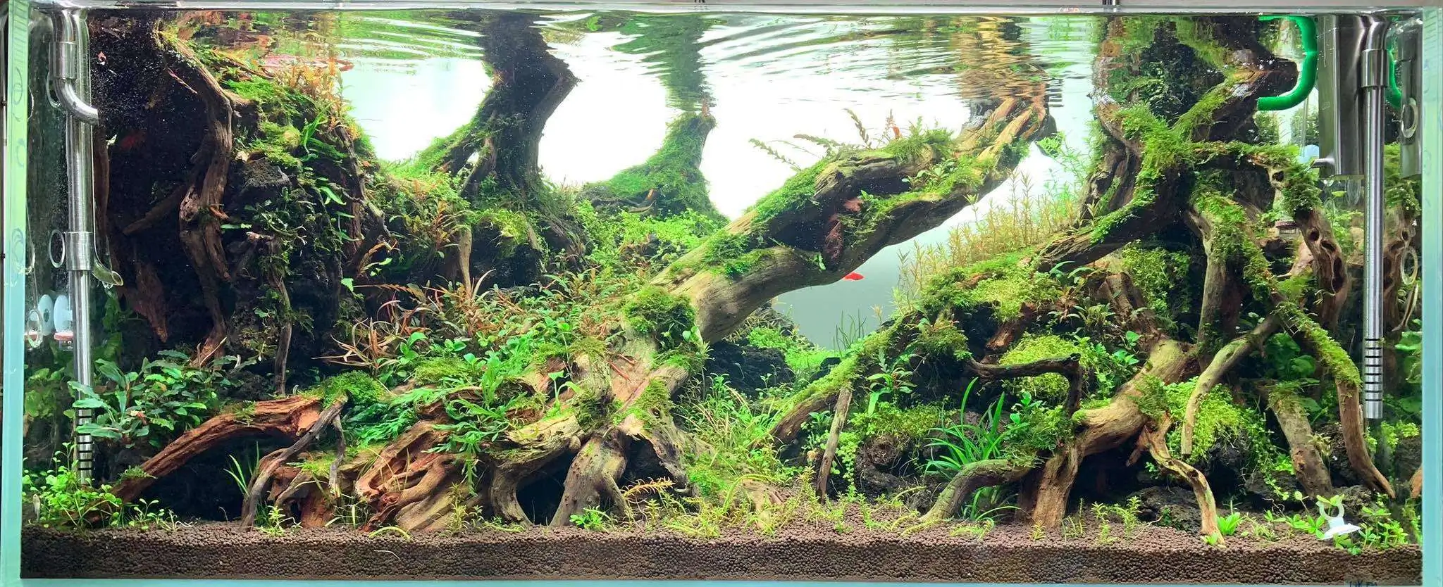 Step by step progression IAPLC 2020 Rank 107 - Wild Sound