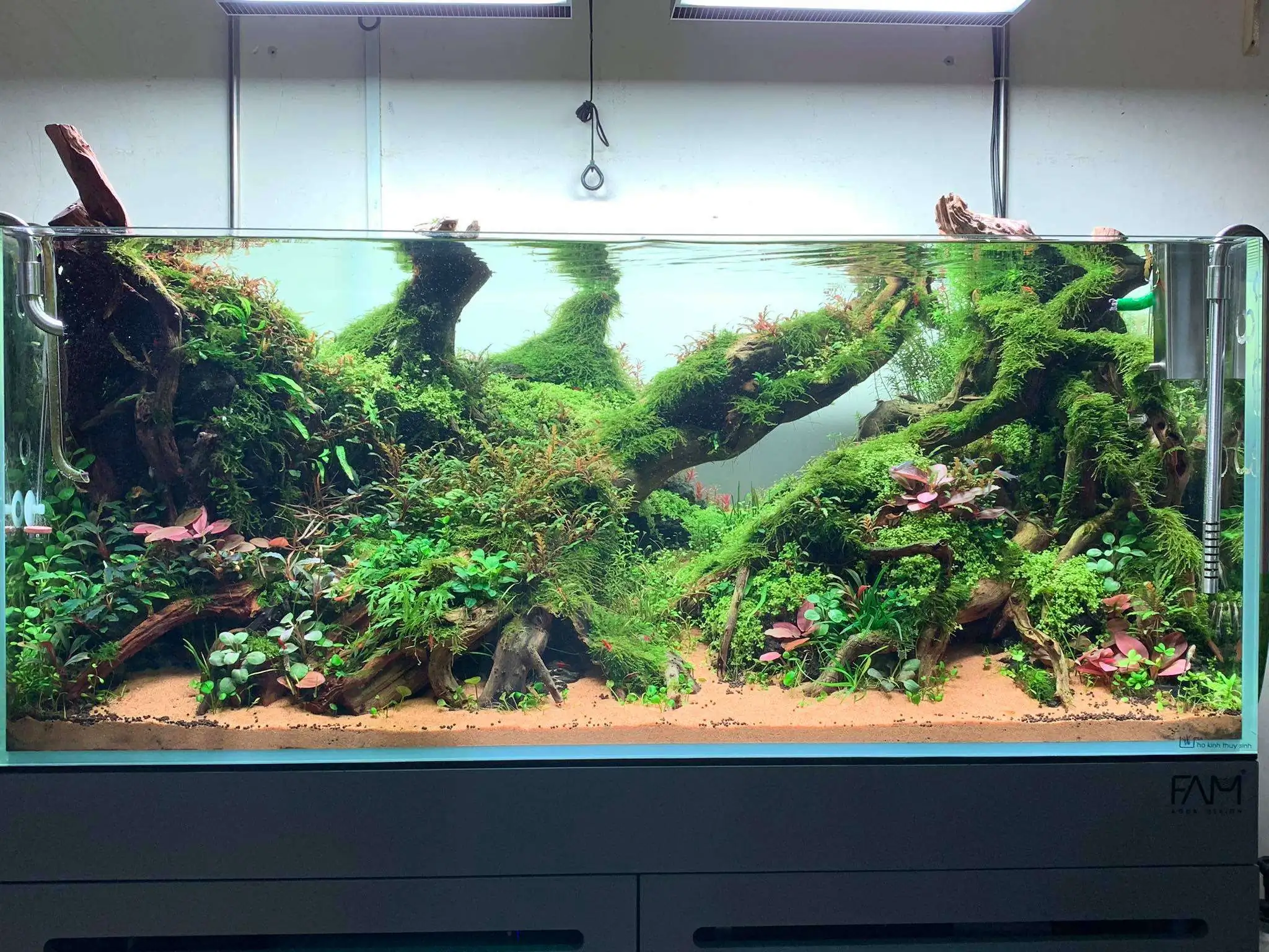 Step by step progression IAPLC 2020 Rank 107 - Wild Sound