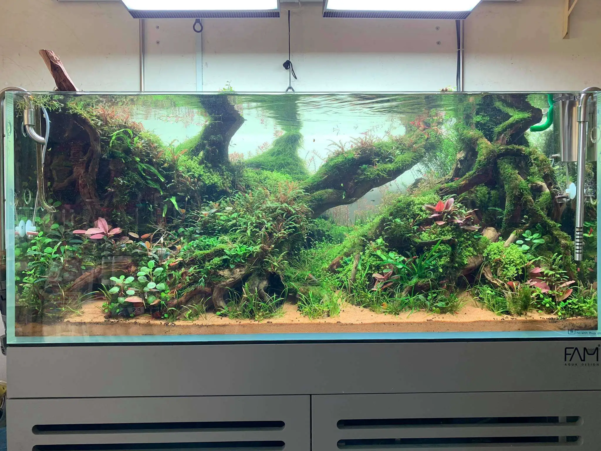 Step by step progression IAPLC 2020 Rank 107 - Wild Sound