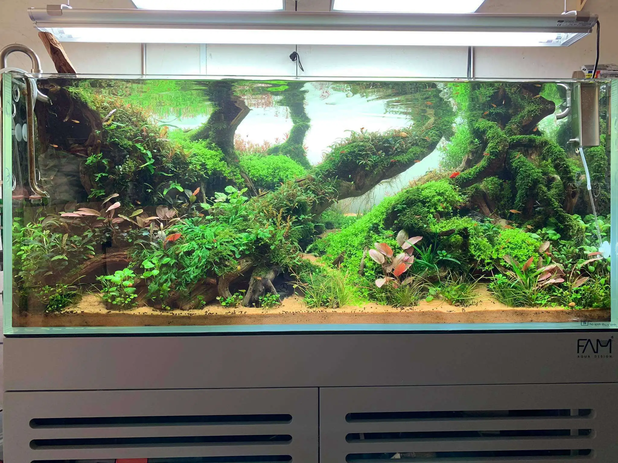 Step by step progression IAPLC 2020 Rank 107 - Wild Sound