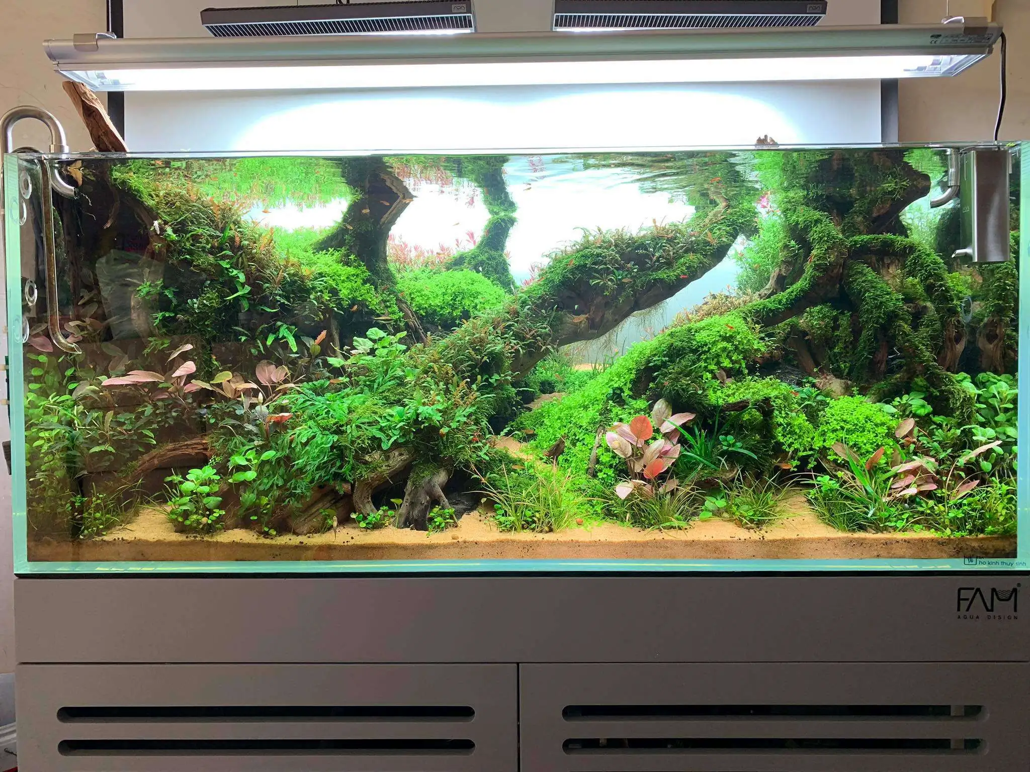 Step by step progression IAPLC 2020 Rank 107 - Wild Sound