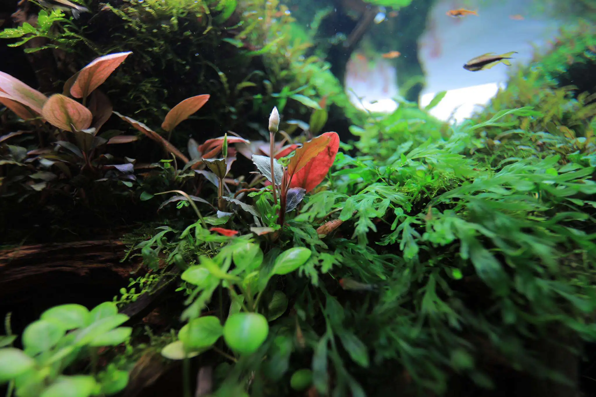 Step by step progression IAPLC 2020 Rank 107 - Wild Sound