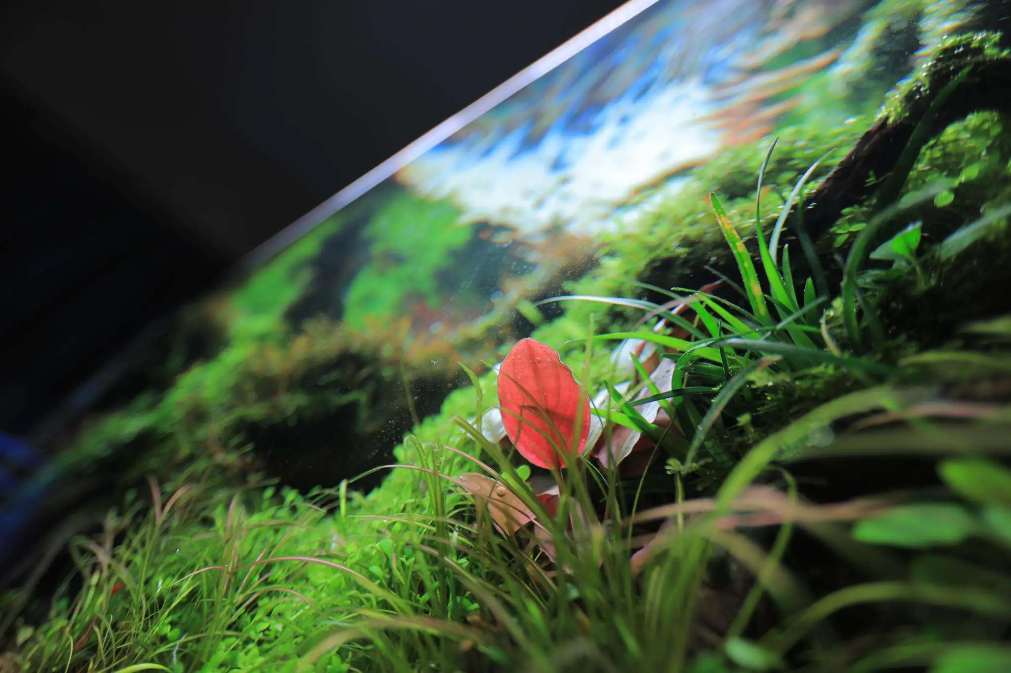 Step by step progression IAPLC 2020 Rank 107 - Wild Sound