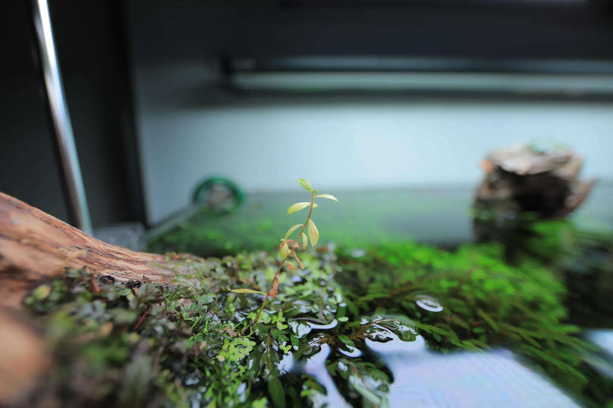 Step by step progression IAPLC 2020 Rank 107 - Wild Sound