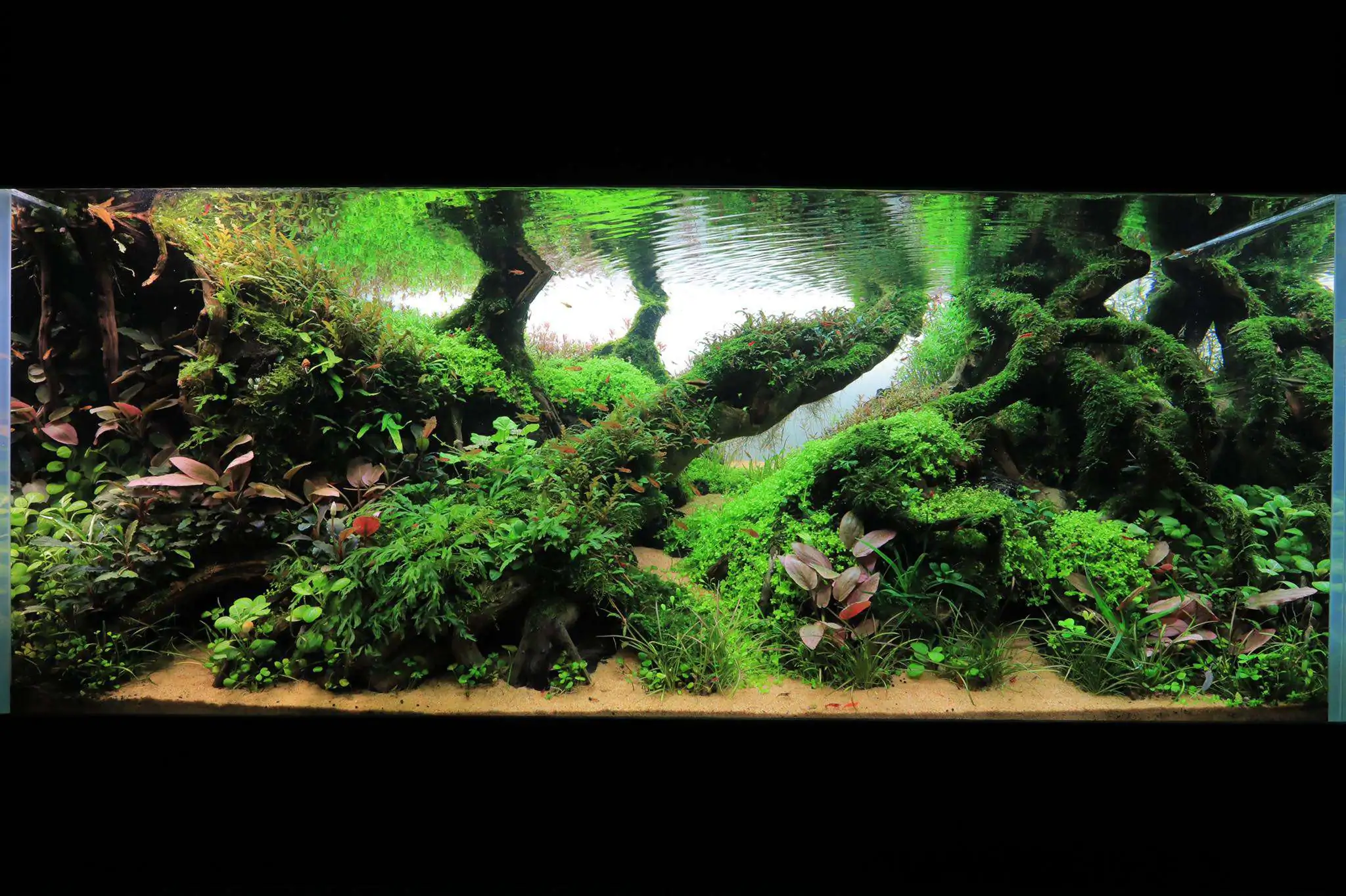 Step by step progression IAPLC 2020 Rank 107 - Wild Sound