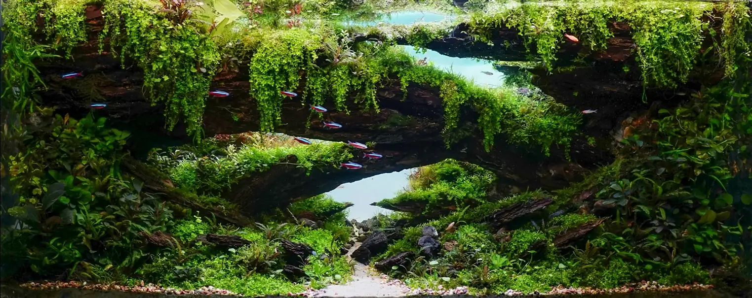 How to make an aquatic plant aquarium ranked 142th in the world - IAPLC 2020 How to make an aquatic plant aquarium ranked 142th in the world - IAPLC 2020