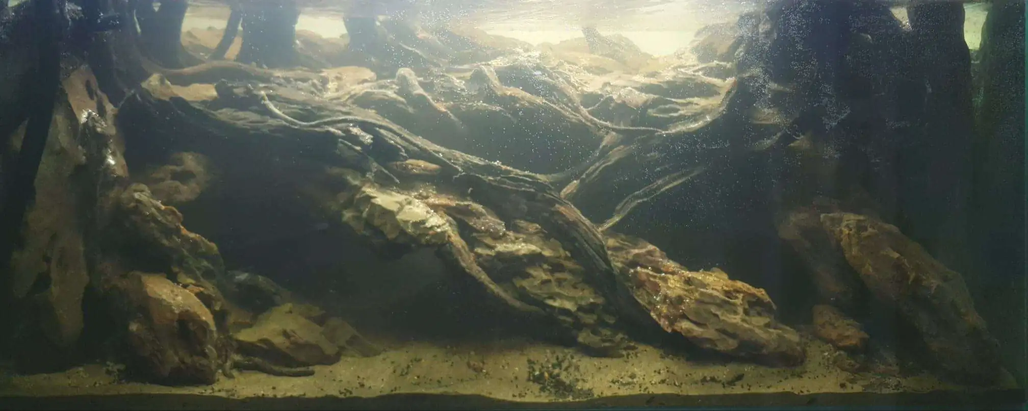 Step by step progression IAPLC 2020 Rank 254 - When the flood passed