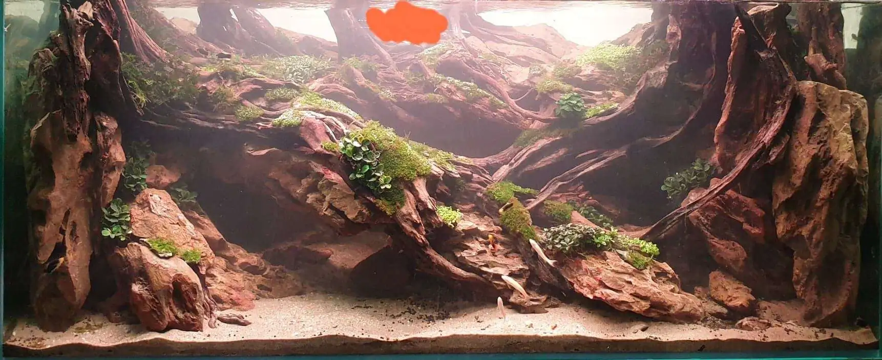 Step by step progression IAPLC 2020 Rank 254 - When the flood passed