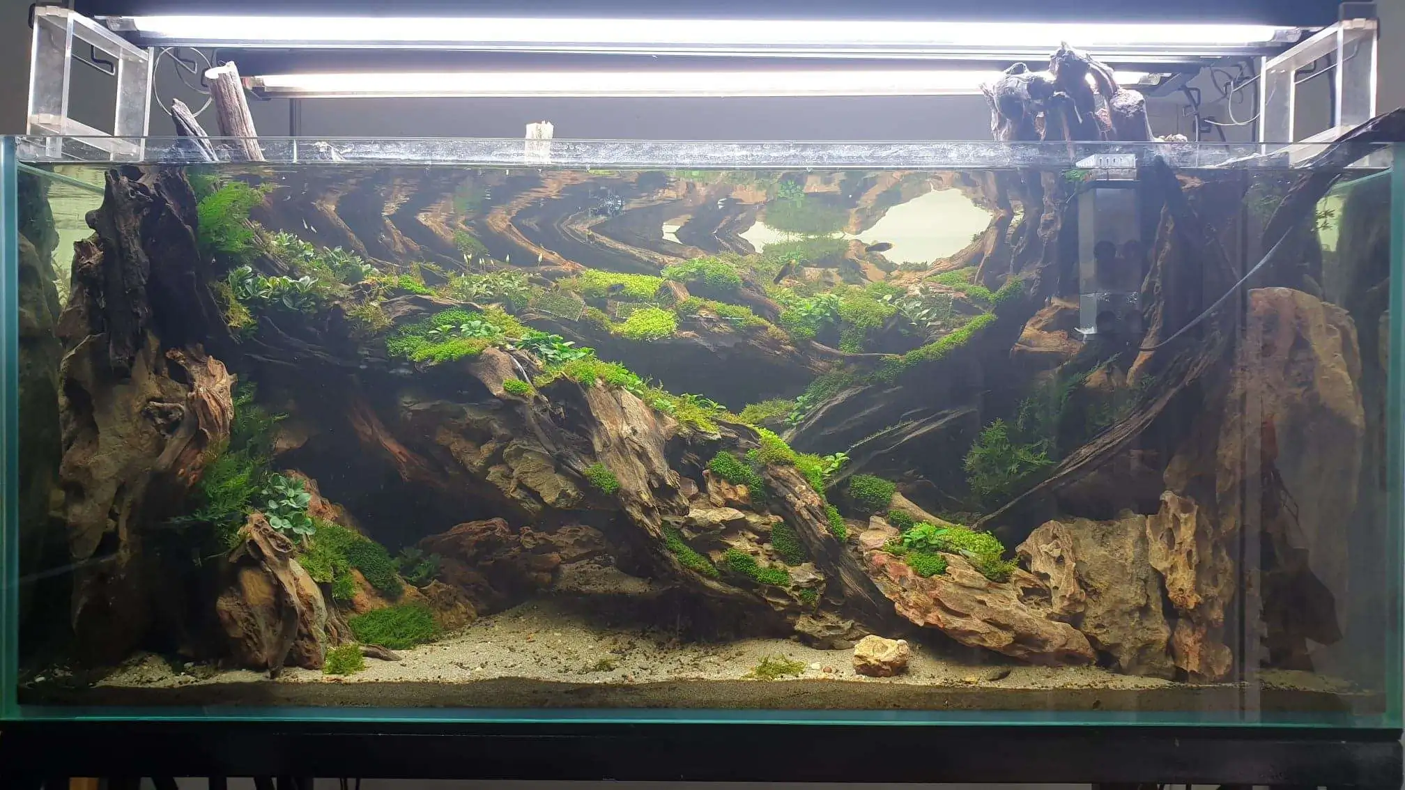 Step by step progression IAPLC 2020 Rank 254 - When the flood passed