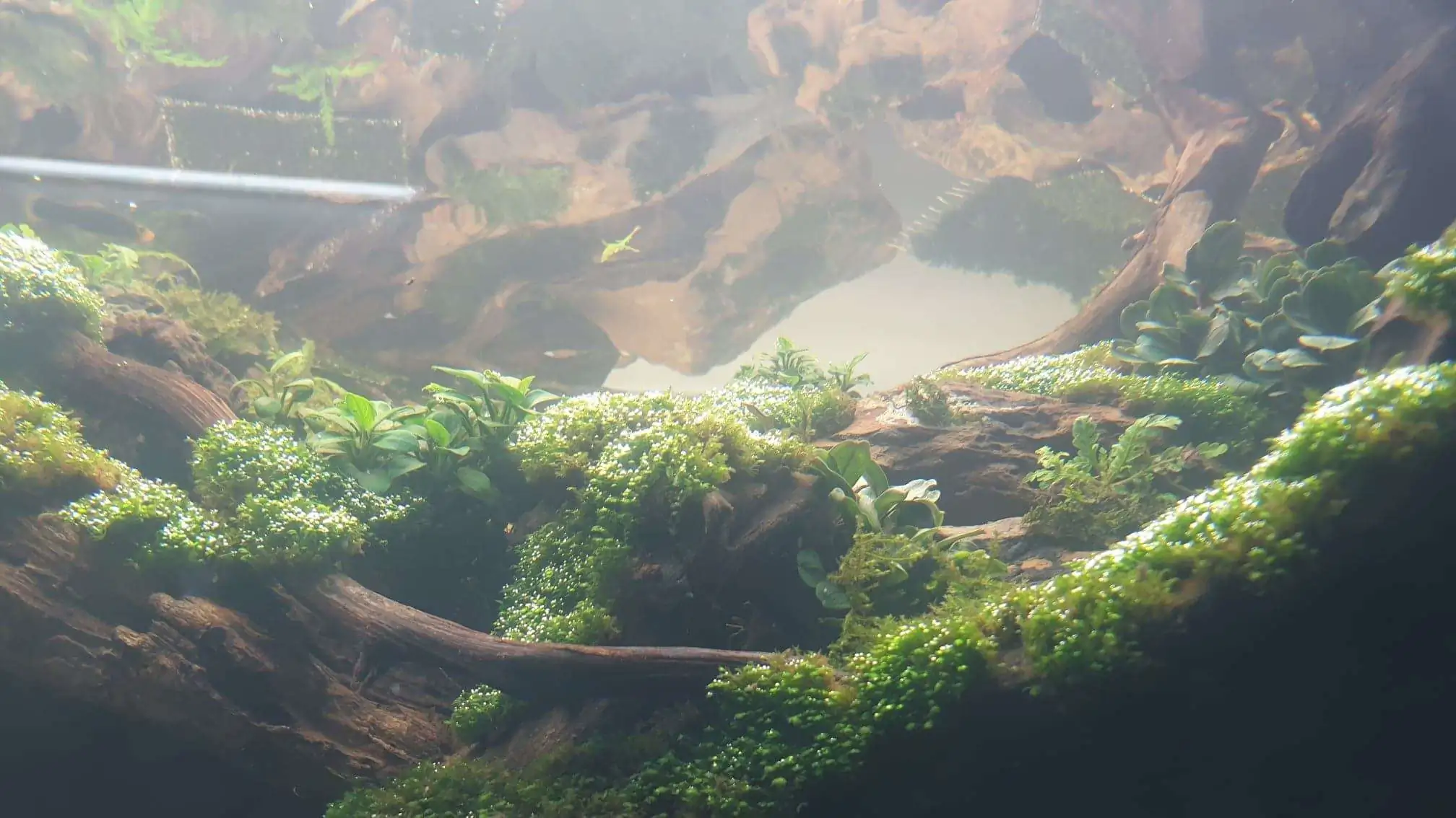 Step by step progression IAPLC 2020 Rank 254 - When the flood passed