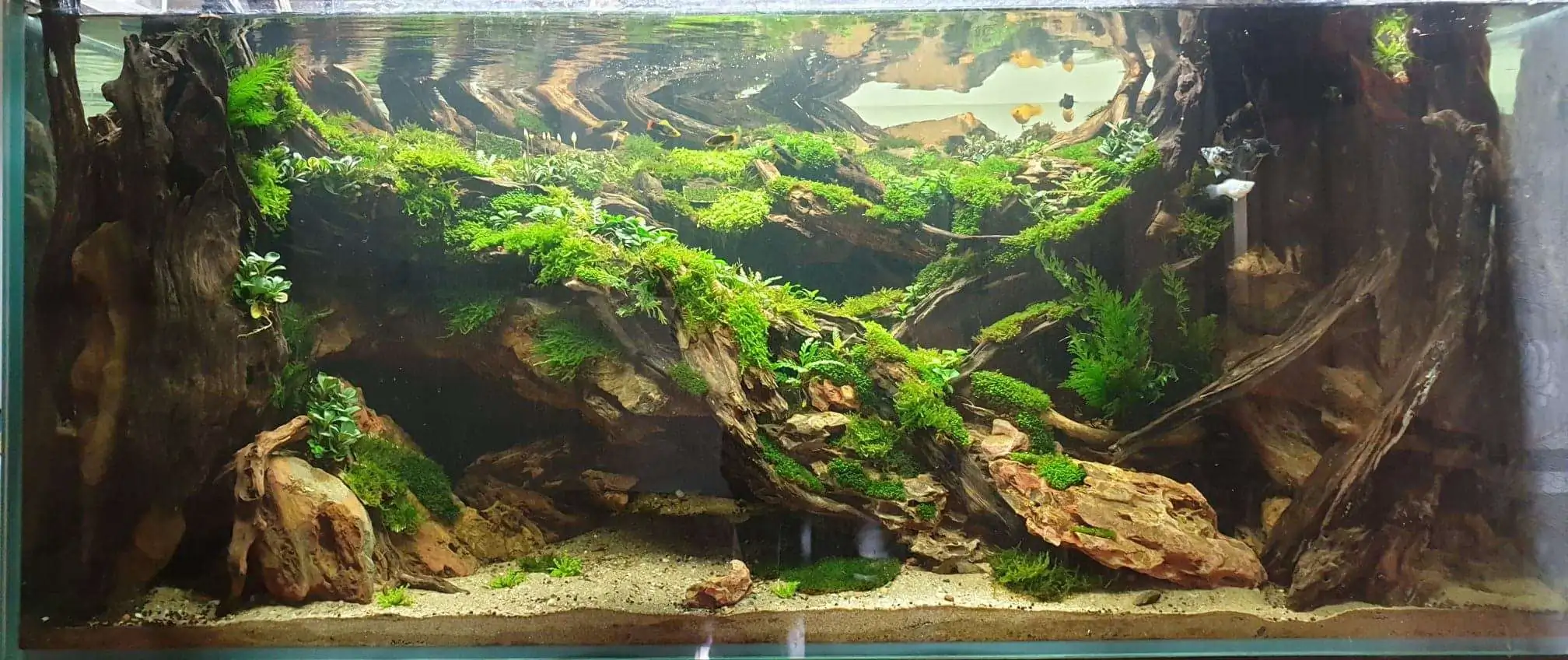 Step by step progression IAPLC 2020 Rank 254 - When the flood passed