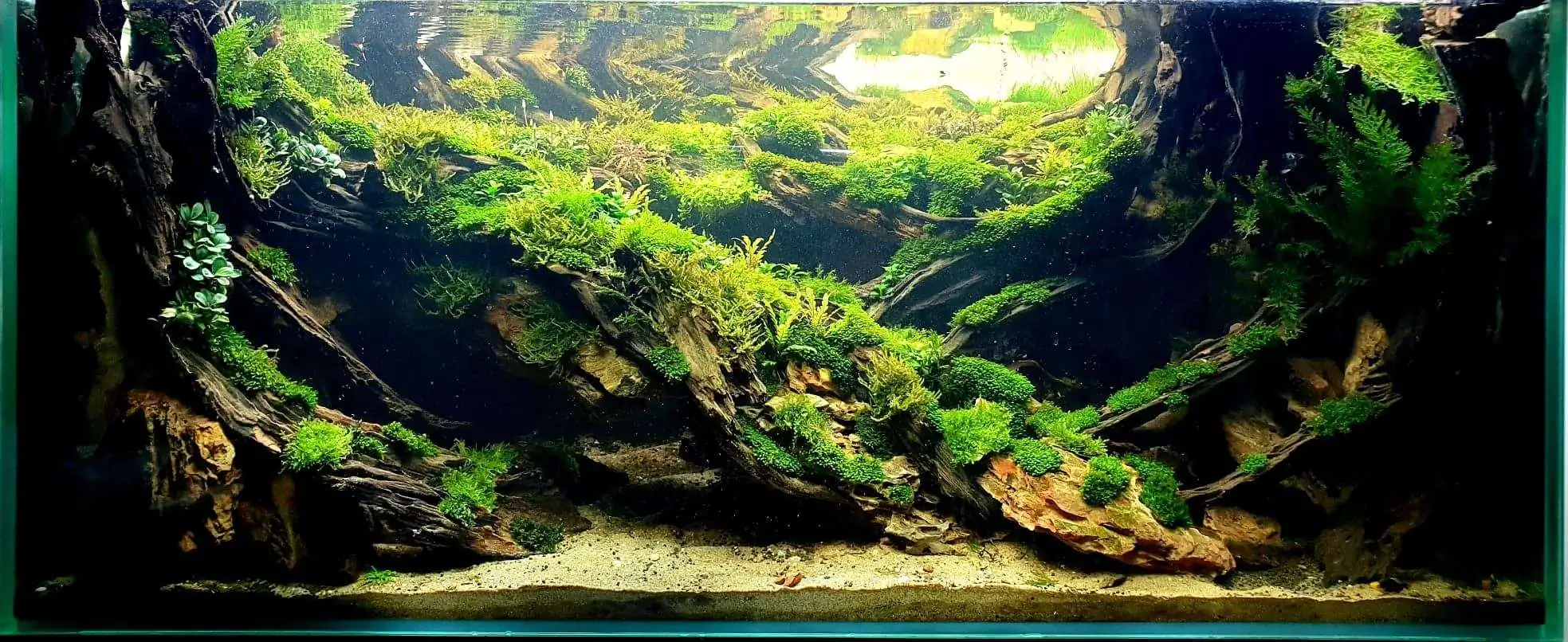 Step by step progression IAPLC 2020 Rank 254 - When the flood passed