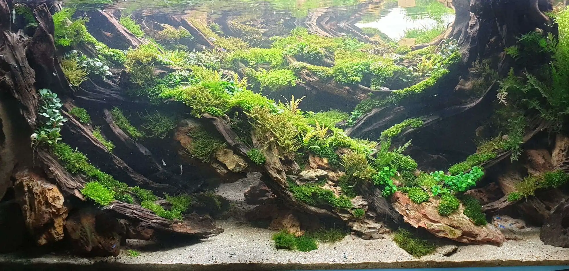 Step by step progression IAPLC 2020 Rank 254 - When the flood passed