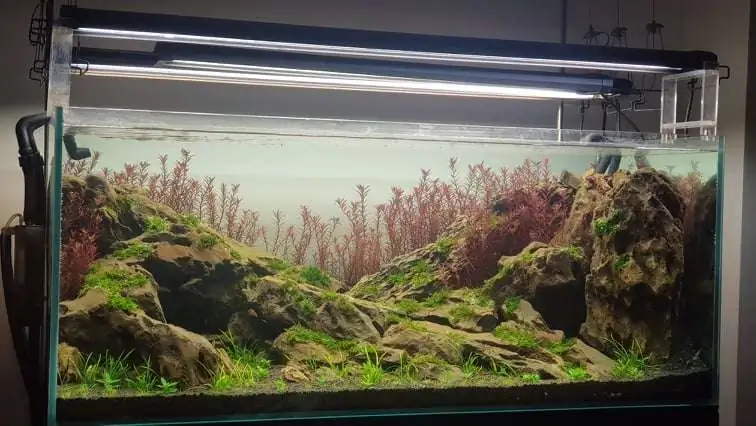 Step by step progression IAPLC 2020 Rank 254 - When the flood passed