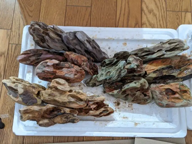 Steps progression IAPLC 2020 Rank 28 Healing Path - Eri Tokusashi / Japan