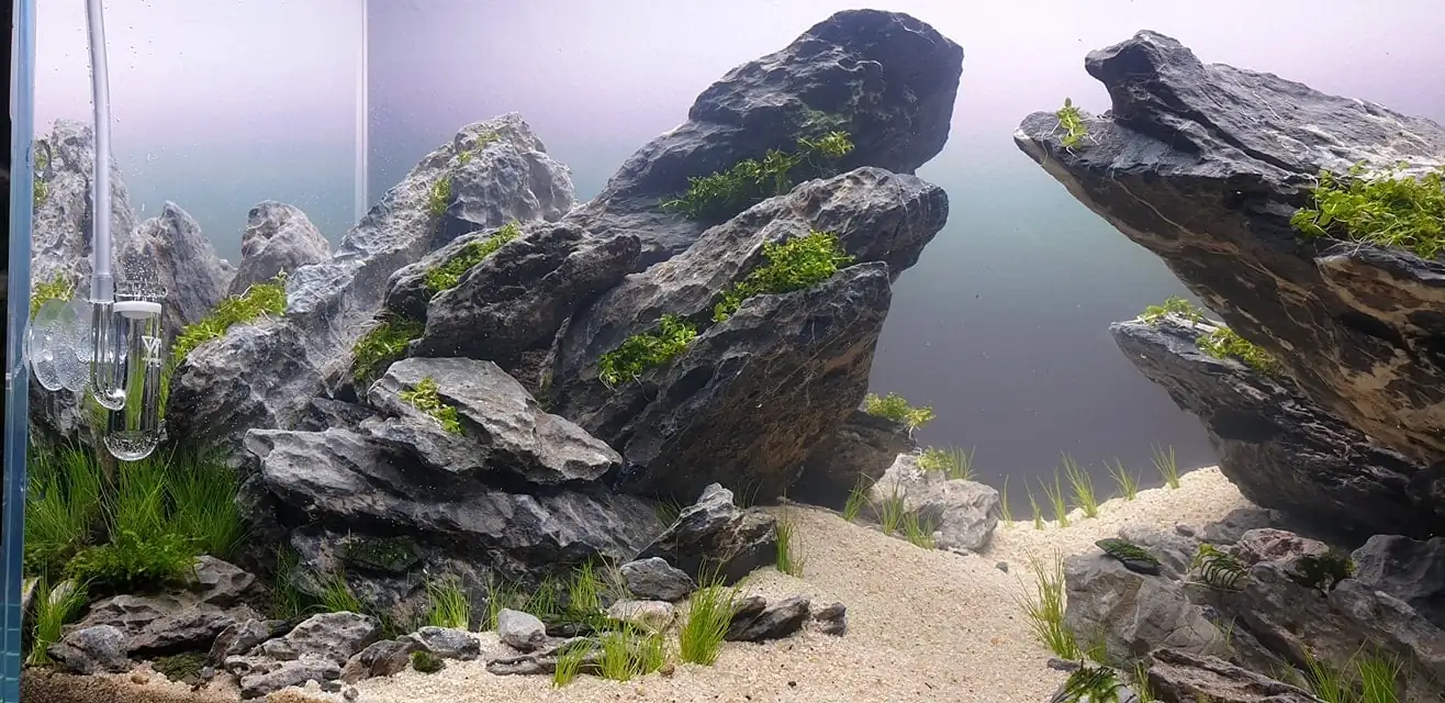 How to make nature aquarium - IAPLC 2020 Rank 289 - The Arising