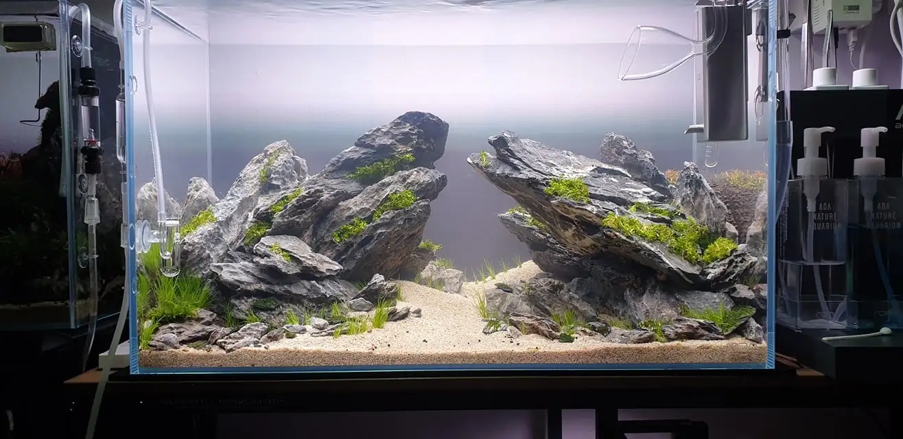 How to make nature aquarium - IAPLC 2020 Rank 289 - The Arising