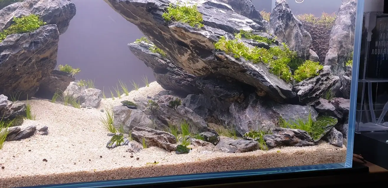 How to make nature aquarium - IAPLC 2020 Rank 289 - The Arising