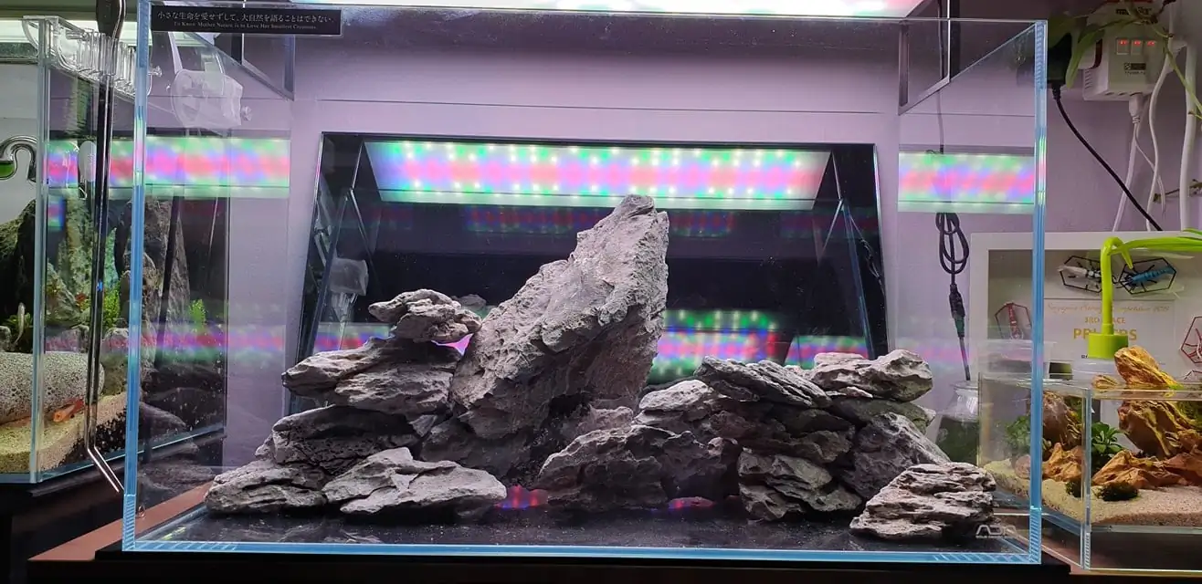 How to make nature aquarium - IAPLC 2020 Rank 289 - The Arising