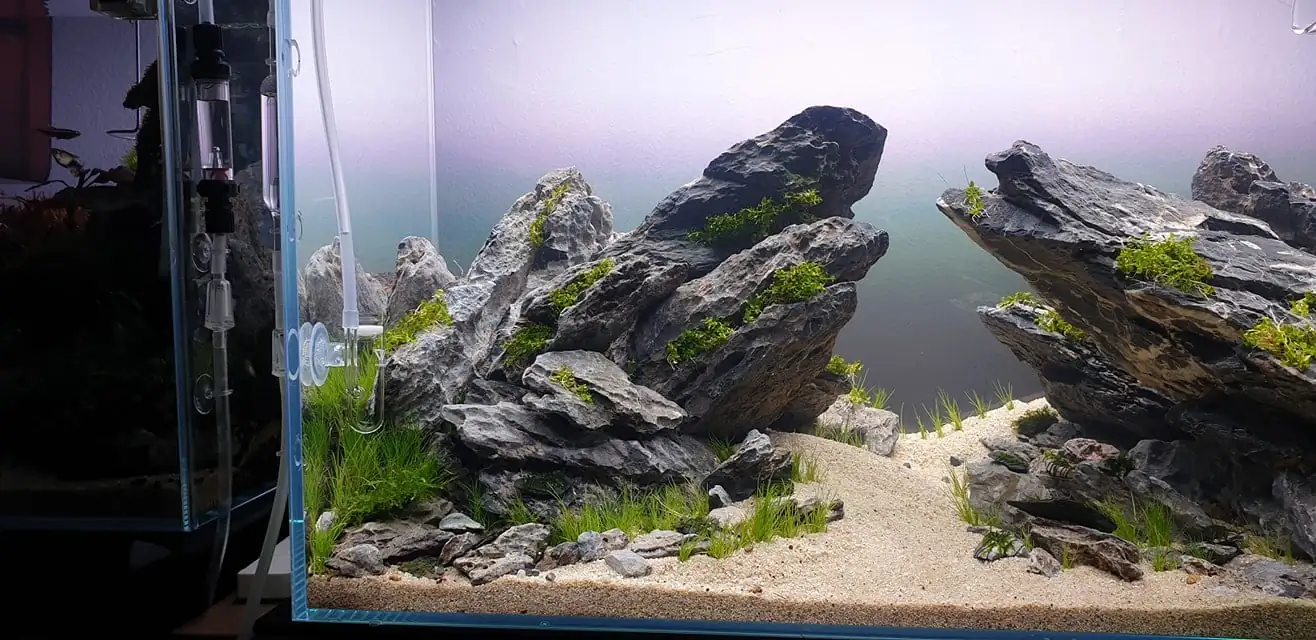 How to make nature aquarium - IAPLC 2020 Rank 289 - The Arising