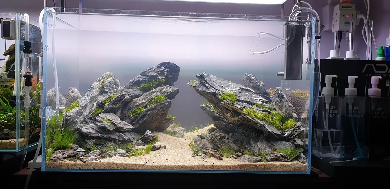 How to make nature aquarium - IAPLC 2020 Rank 289 - The Arising