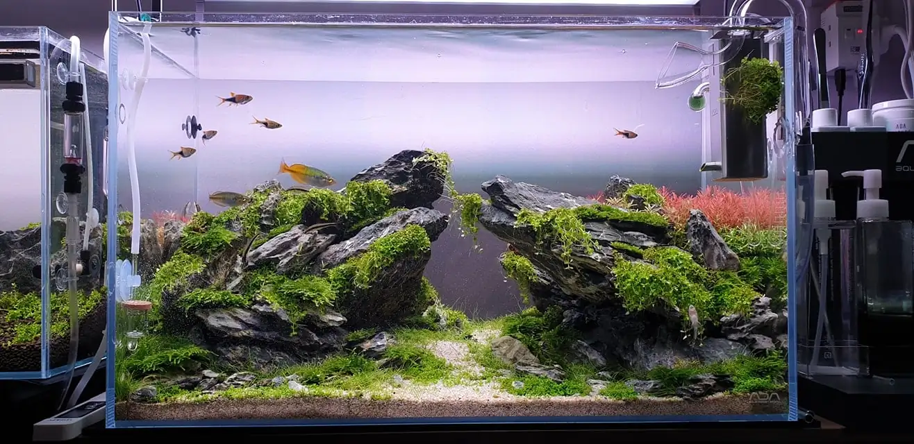 How to make nature aquarium - IAPLC 2020 Rank 289 - The Arising