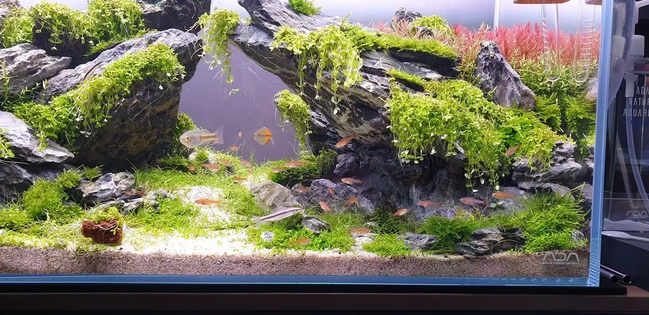 How to make nature aquarium - IAPLC 2020 Rank 289 - The Arising