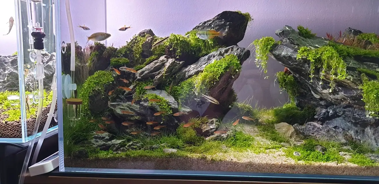How to make nature aquarium - IAPLC 2020 Rank 289 - The Arising