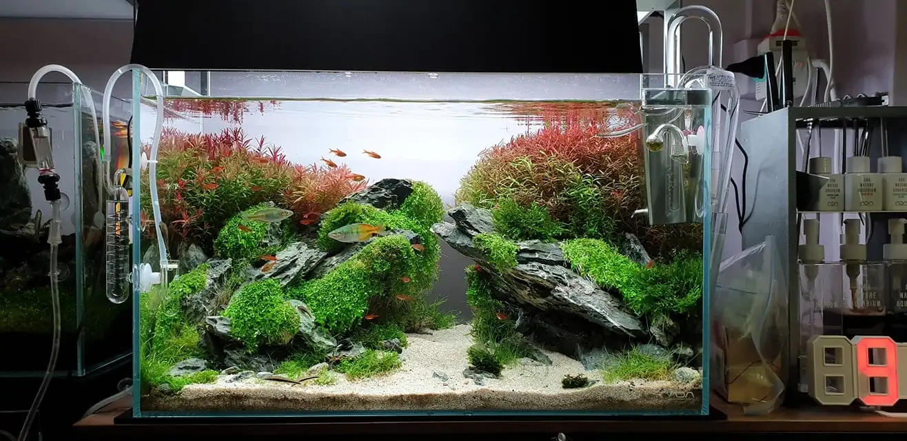How to make nature aquarium - IAPLC 2020 Rank 289 - The Arising