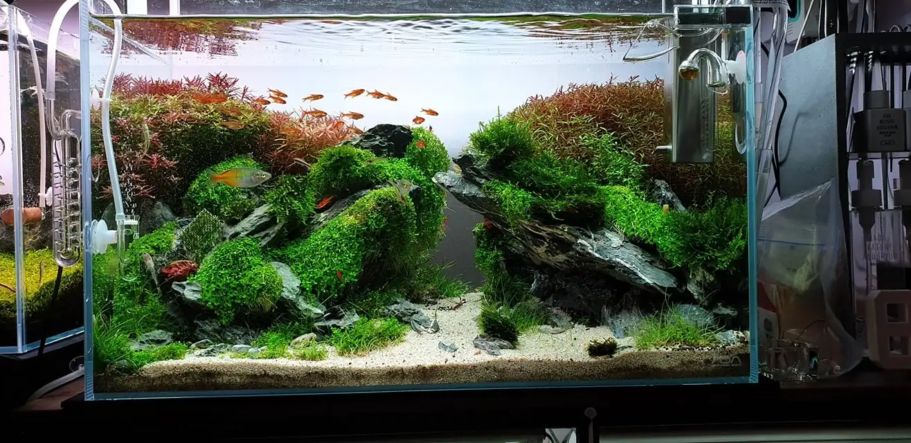 How to make nature aquarium - IAPLC 2020 Rank 289 - The Arising