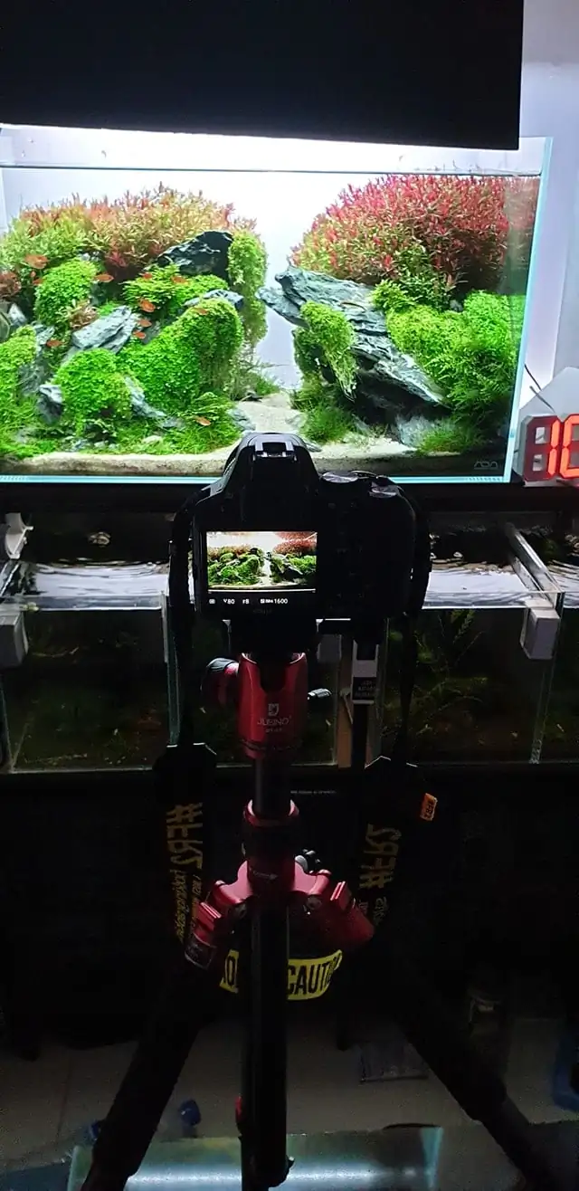 How to make nature aquarium - IAPLC 2020 Rank 289 - The Arising