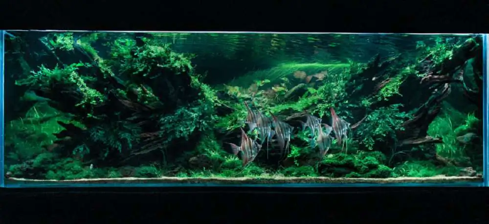 Step by step progression IAPLC 2020 Rank 3 - Pure 