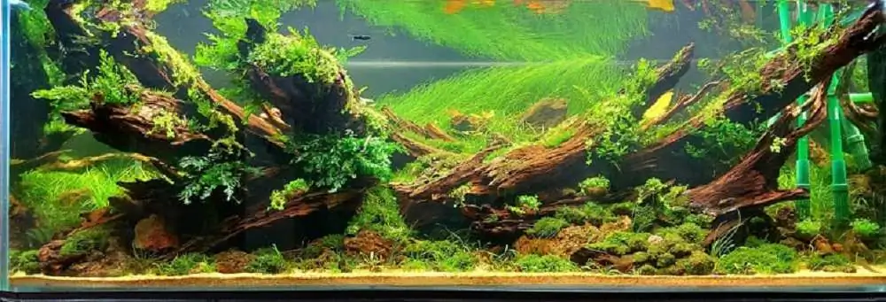 Step by step progression IAPLC 2020 Rank 3 - Pure 