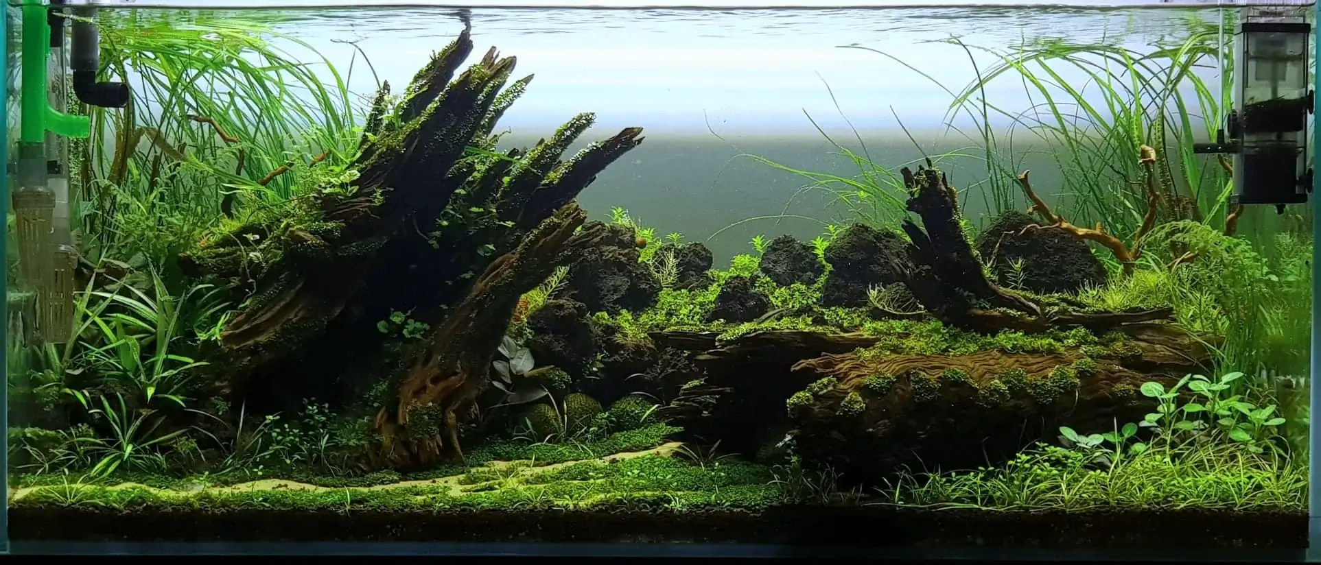 How to make nature aquarium - IAPLC 2020 Rank 351 - The eternal breath