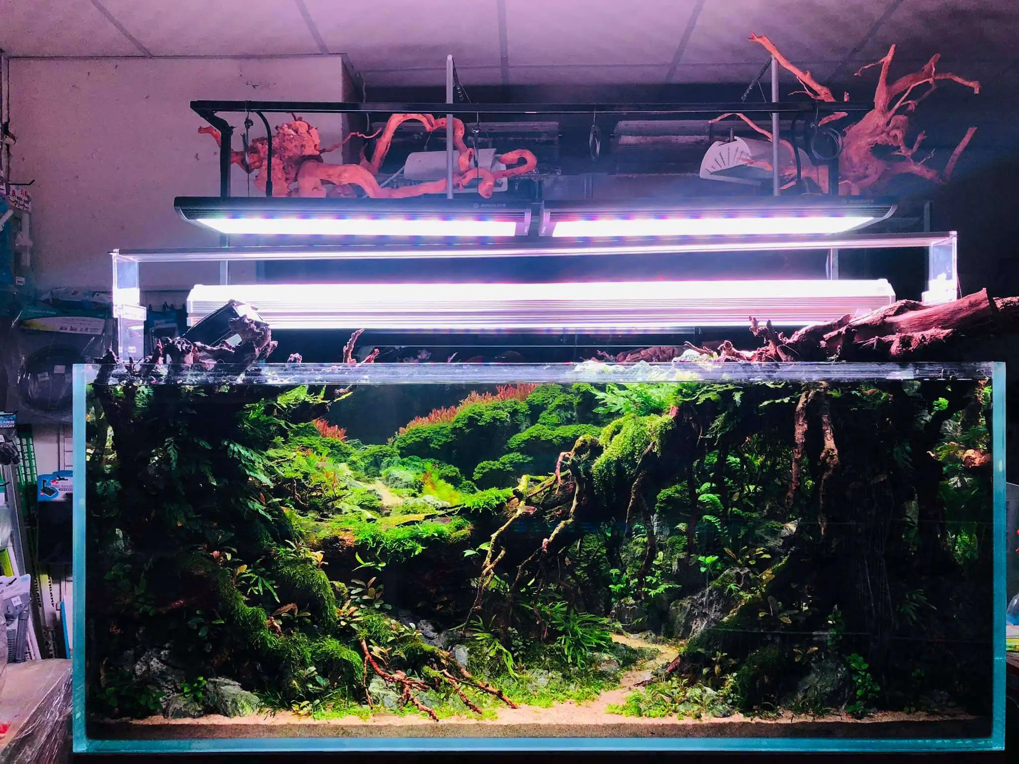 Step by step progression IAPLC 2020 Rank 6 - Traverse