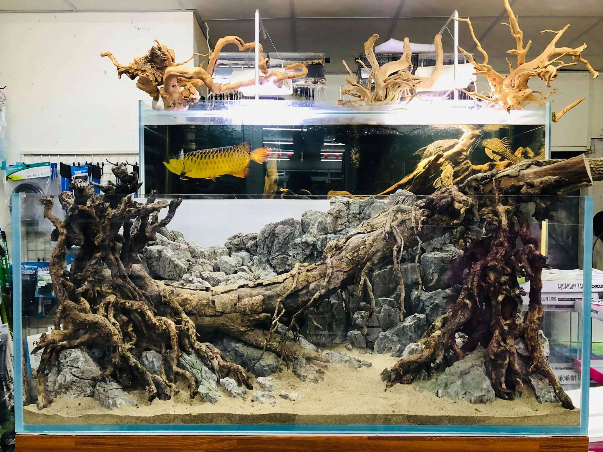 Step by step progression IAPLC 2020 Rank 6 - Traverse