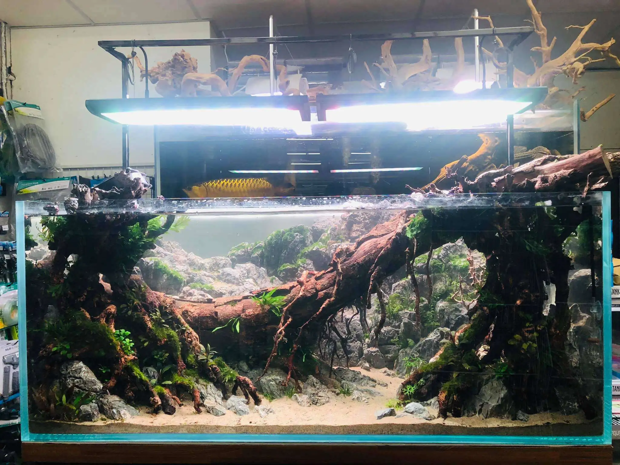 Step by step progression IAPLC 2020 Rank 6 - Traverse