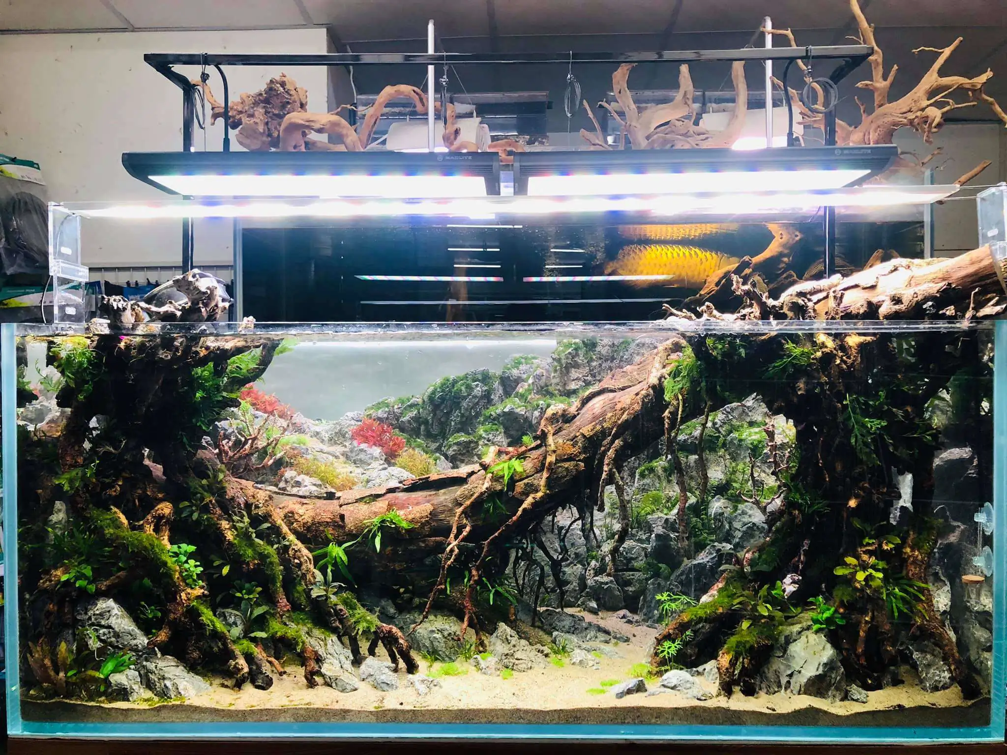 Step by step progression IAPLC 2020 Rank 6 - Traverse