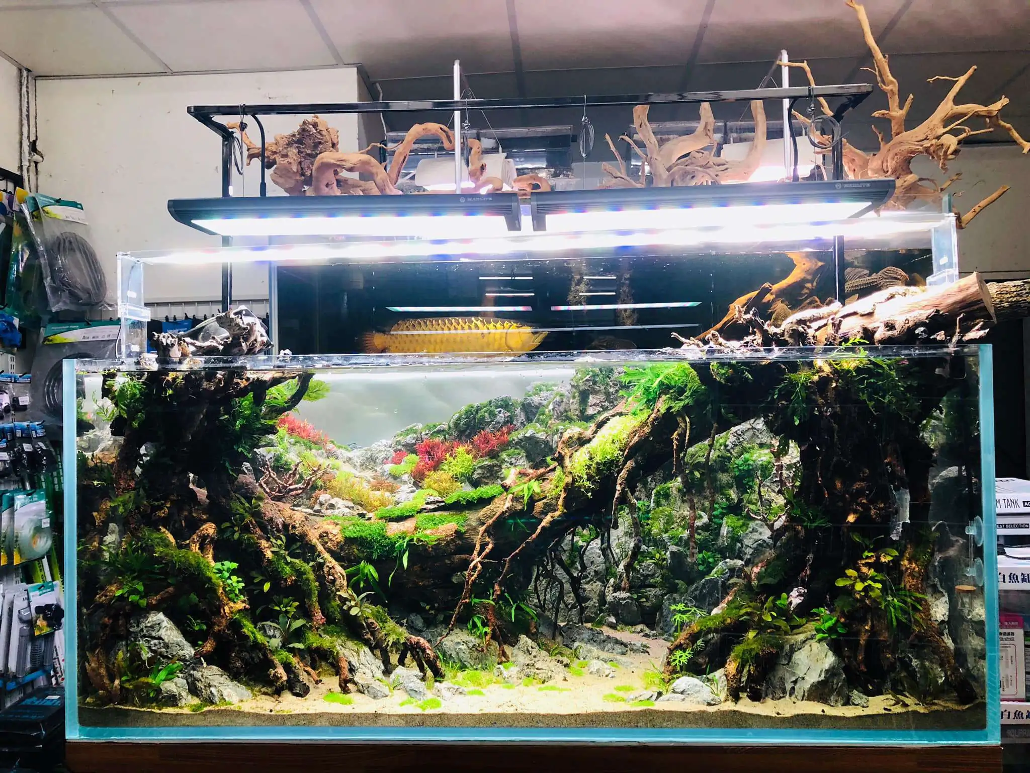 Step by step progression IAPLC 2020 Rank 6 - Traverse