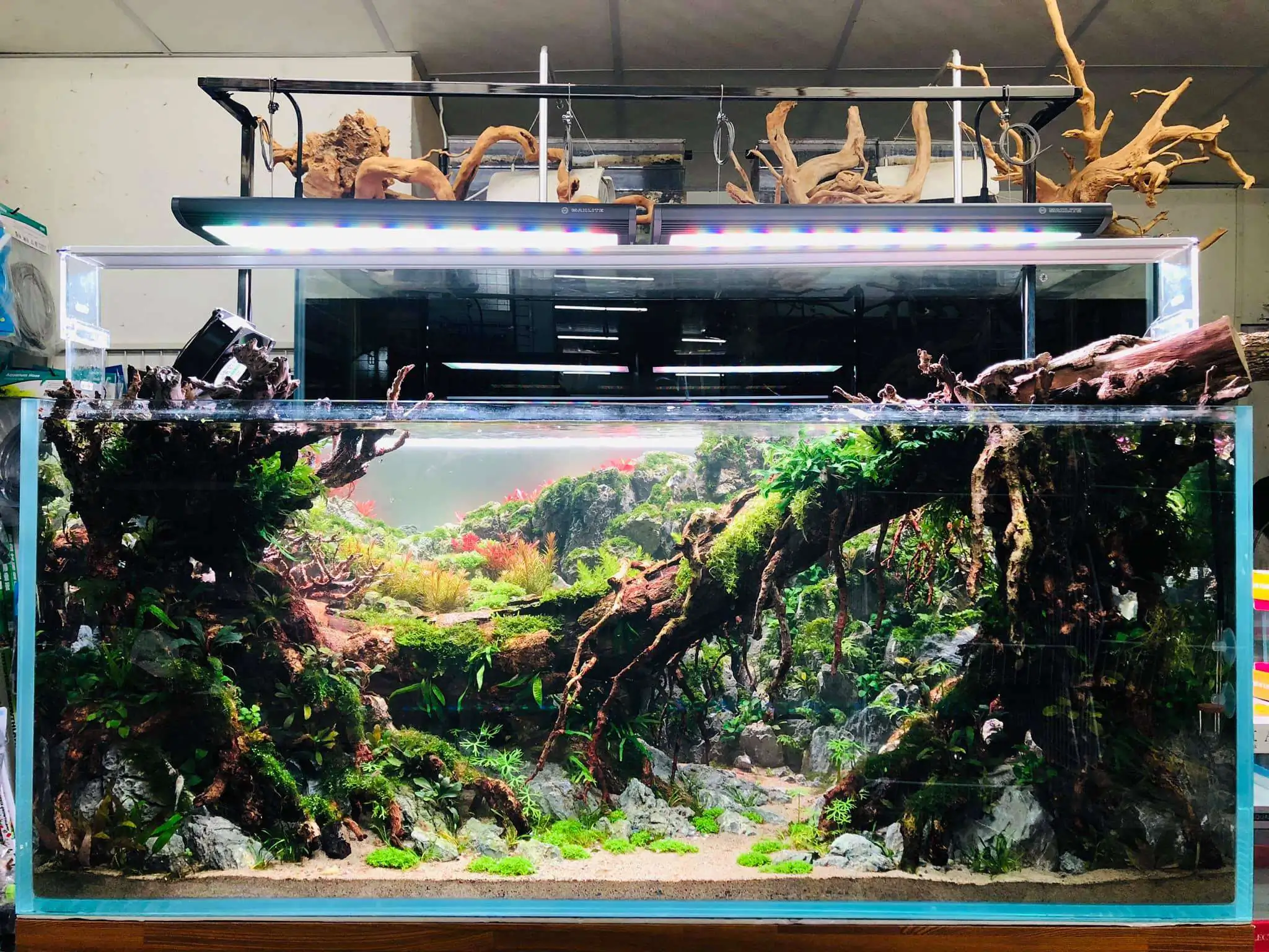 Step by step progression IAPLC 2020 Rank 6 - Traverse