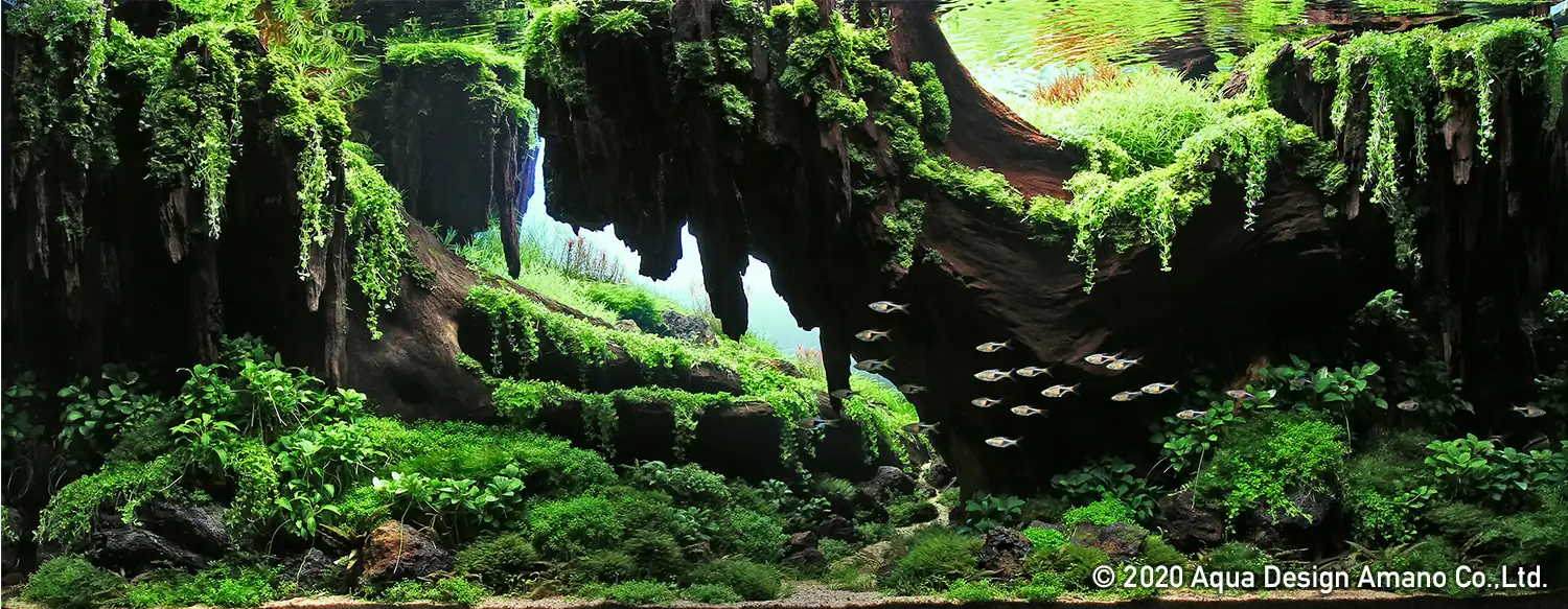 Step by step progression IAPLC 2020 GrandPrize - Eden